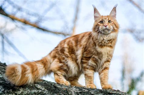 maine coon adopcion|Maine Coon Cat Breed & Adoption Information 